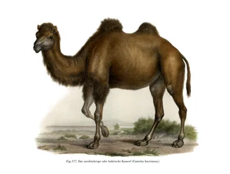 Trampeltier